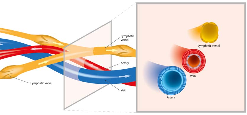 Arterias, venas y sistema linfático, presoterapia